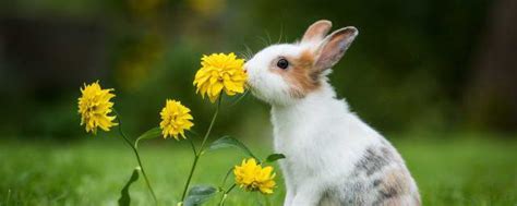 梦见很多兔子是什么意思 梦见很多兔子怎么解释_知秀网