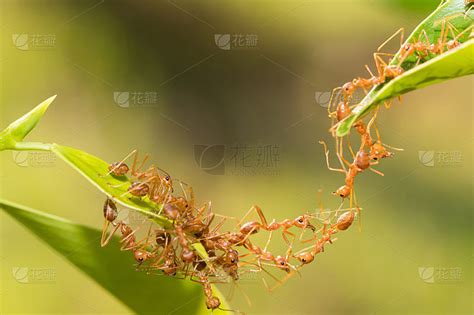 绿色渐变励志正能量励志拼搏蚂蚁担当的蚂蚁展板背景图片下载 - 觅知网