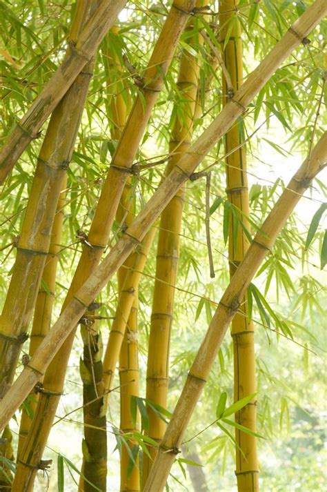 私家花园庭院设计中竹子该种在哪里怎么选品种_成都绿之艺园林景观工程有限公司