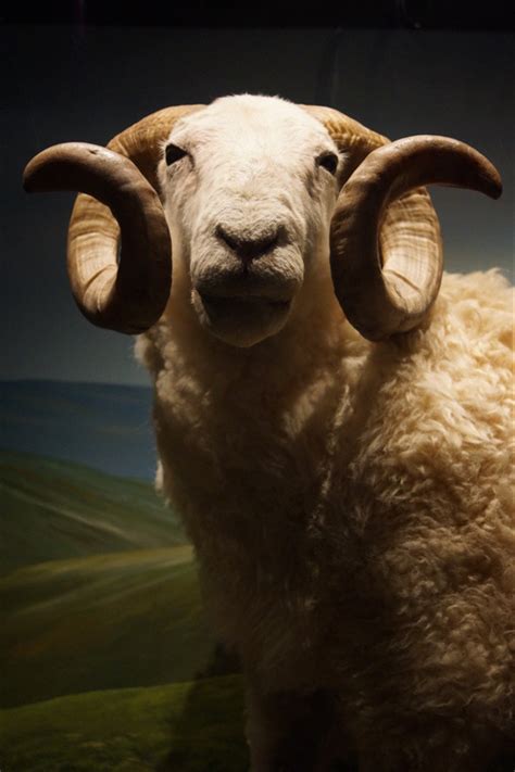属羊的今年多大岁数 十羊九苦哪俩月羊最苦