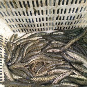 黑鱼行情继续反弹 价格上涨销量增加 五月份鱼价有望坚挺_鱼类专题（黑鱼专题）_水产养殖网