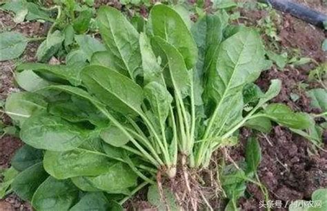 菠菜的种植时间，附菠菜的种植方法 - 农敢网