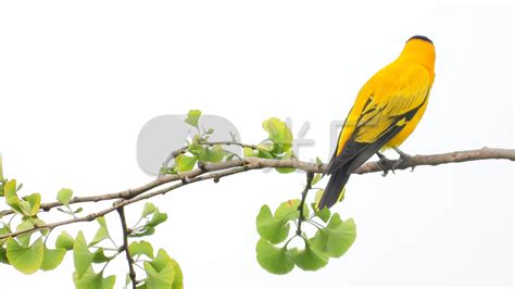 【黄鹂鸟摄影图片】生态摄影_太平洋电脑网摄影部落