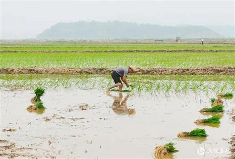 赞！袁隆平改良的海水稻首次在玉环试种-台州频道