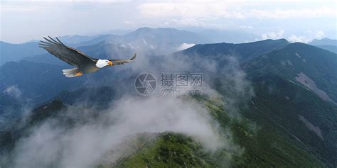 雄鹰展翅高清摄影图片素材下载图片免费下载_红动中国