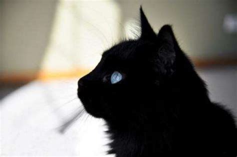黑猫（黑色的猫） - 搜狗百科