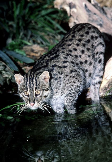 渔猫是种什么样的猫（生活在红树林的猫科动物渔猫） - 胖萌舍宠物网