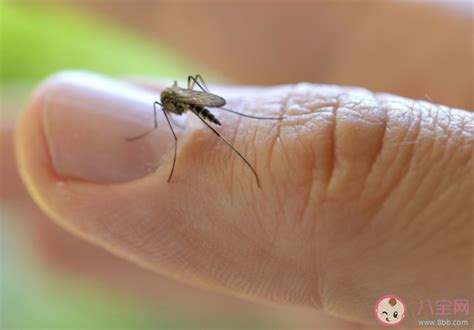 科普：蚊子过多的叮咬固定人群 真的是因为能够辨别血型？