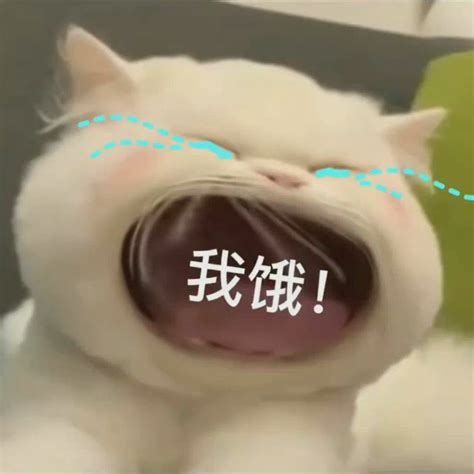 可爱猫猫呆萌有趣微信表情包_微信表情_微茶网