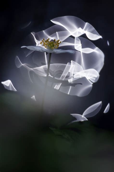 日本艺术家 Yoshiki Hase 超现实摄影艺术 181° - 设计|创意|资源|交流