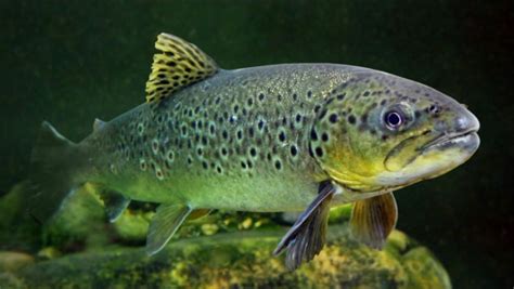鲐鱼、鲅鱼、挪威青花鱼：如何分辨哪些是网红鲭鱼？
