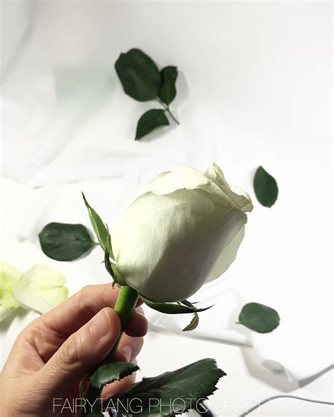 花开花落，终有时，白玫瑰的告别|摄影|静物|fairytang - 原创作品 - 站酷 (ZCOOL)