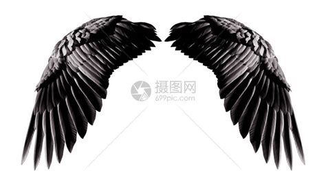 天使翅膀自然黑翼羽毛白色背景与白隔绝高清图片下载-正版图片503419285-摄图网