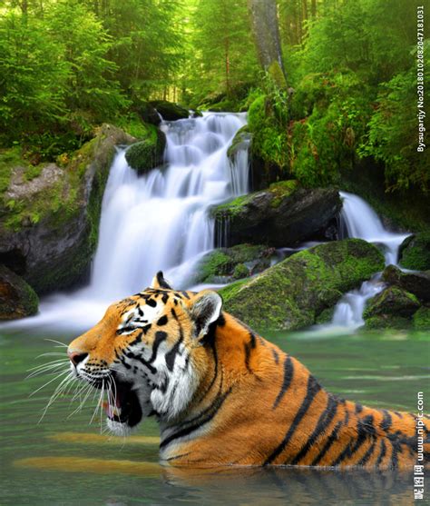 自然界5种颜色的老虎, 你觉得哪种最霸气?|白虎|孟加拉虎|斑纹_新浪新闻