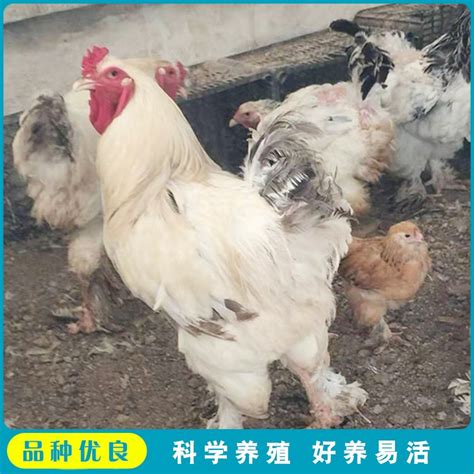 农家养殖大体型婆罗门鸡肉鸡 腹脂率低 好养活