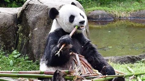 中国驻美国使馆发言人就旅美大熊猫“乐乐”离世答记者问 - 2023年2月5日, 俄罗斯卫星通讯社