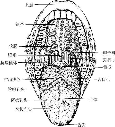 口腔解剖图谱|网络整理|陕西嘉友科贸有限公司
