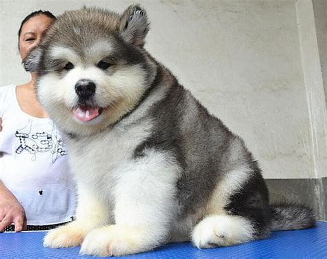 巨型阿拉斯加犬出售 阿拉斯加价格 北京阿拉斯加犬舍 - 宠物交易 - 桂林分类信息 桂林二手市场