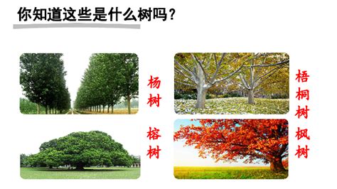 大树的正确读音,一行大树读音,大树汉语拼音怎么写_大山谷图库