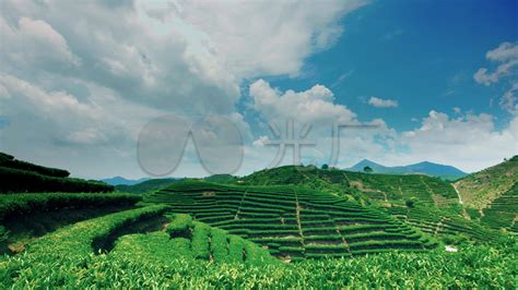 游览世界景观最美的茶山——云南西双版纳贺开村古茶山，满山都是树龄达300—1400多年的普洱古茶树_腾讯视频