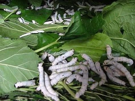 四川丝绸网 - 在小蚕饲养过程中，这几个养蚕技巧，养蚕人必须要知道