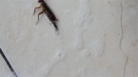 家里有蜈蚣被蜈蚣咬了怎么办 如何防止蜈蚣入室 – 丰硕养殖业网