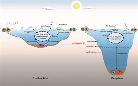 研究进展水深决定命运：湖泊中氮磷的角色扮演 －中国科学院南京地理与湖泊研究所
