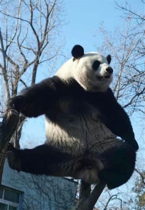 大熊猫和小熊猫有什么区别_两种不同的动物 - 工作号