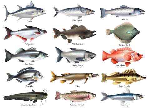 食用深海鱼有哪些/食用海鱼有几种/请问这是什么海鱼?可以食用吗?_第二人生