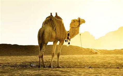 骆驼和山羊的寓言故事