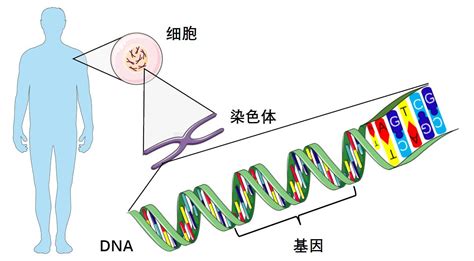 基因重组和基因工程（PPT课件讲稿）.pptx_小库档文库
