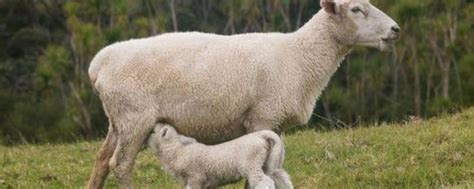 如何让母羊多胎多产 - 运富春