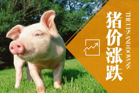 猪肉价格走势，近20年生猪价格曲线图-慧博投研资讯