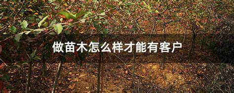 做苗木怎么样才能有客户-致富经-中国花木网