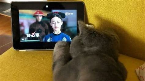 猫咪翘腿看电视姿势让人笑喷，“咋的？还没见过猫看电视啊？”