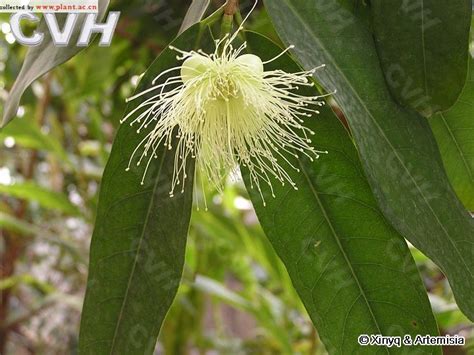 蒲桃Syzygium jambos (Linn.) Alston_植物图片库_植物通