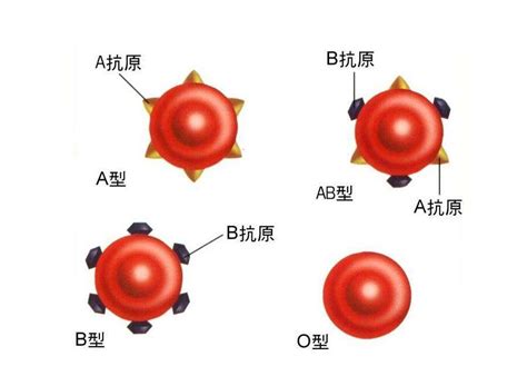 血型ABO定型时采用正反定型的意义-中国输血协会