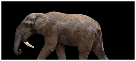 你知道大象的起源和进化吗？猛犸象公元前2000年才灭绝|猛犸象|大象|剑齿象_新浪新闻