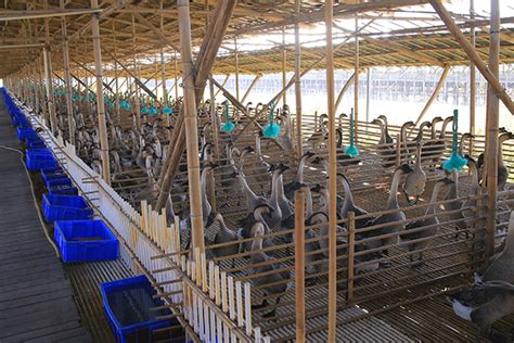 可行性报告：肉牛标准化饲养示范场项目的创建标准与要求有哪些？ – 69农业规划设计.兆联顾问公司