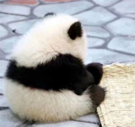 大熊猫头像png免抠素材_新图网 https://ixintu.com 卡通 可爱 头像 手绘 熊猫 白色的 耳朵 黑色的