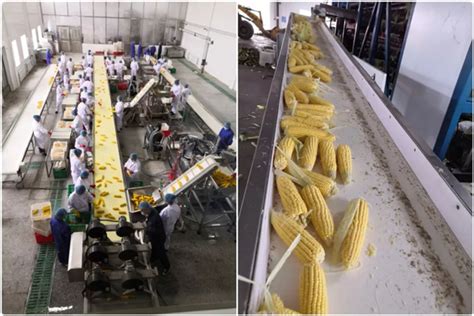 绥化市强势迈向全国鲜食玉米主产区_简讯_资讯_种业商务网