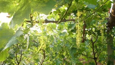 葡萄树苗怎么种植？盆栽葡萄种植方法-种植技术-中国花木网