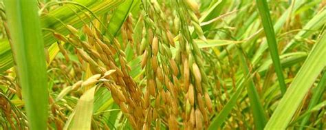 杂交水稻的意义-农百科