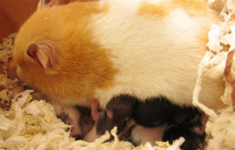 中国科学家让公鼠怀孕生崽