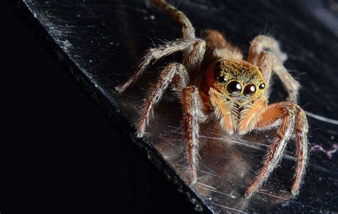 地球上10大最常见的室内蜘蛛，第五幽灵蛛，第一跳蛛，你见过吗？|蜘蛛|幽灵|人类_新浪新闻