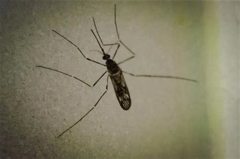 什么血型的BB最招蚊子-百度经验