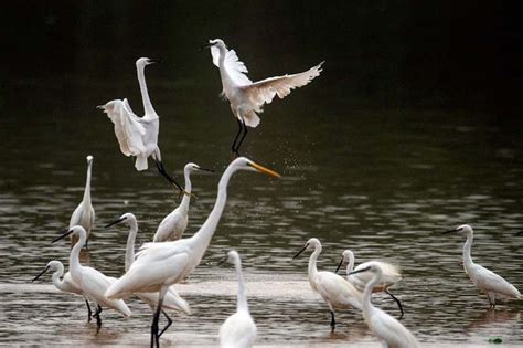 真美！广西梧州发现一级保护动物黄嘴白鹭 - 国际在线移动版