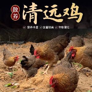 [鸡批发]草鸡 草公鸡 土鸡 商品鸡批发 活鸡批发 老鸡淘汰鸡 土公鸡价格5.3元/斤 - 惠农网
