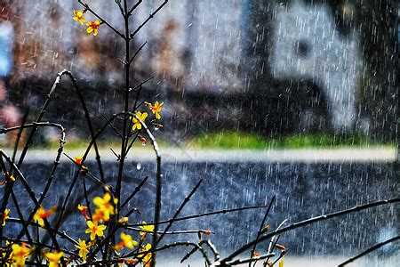 雨季中的树叶高清图片下载-正版图片500562429-摄图网
