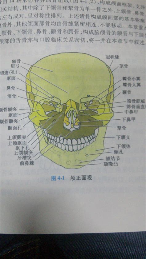 会阴_《人体解剖学》在线阅读_【中医宝典】